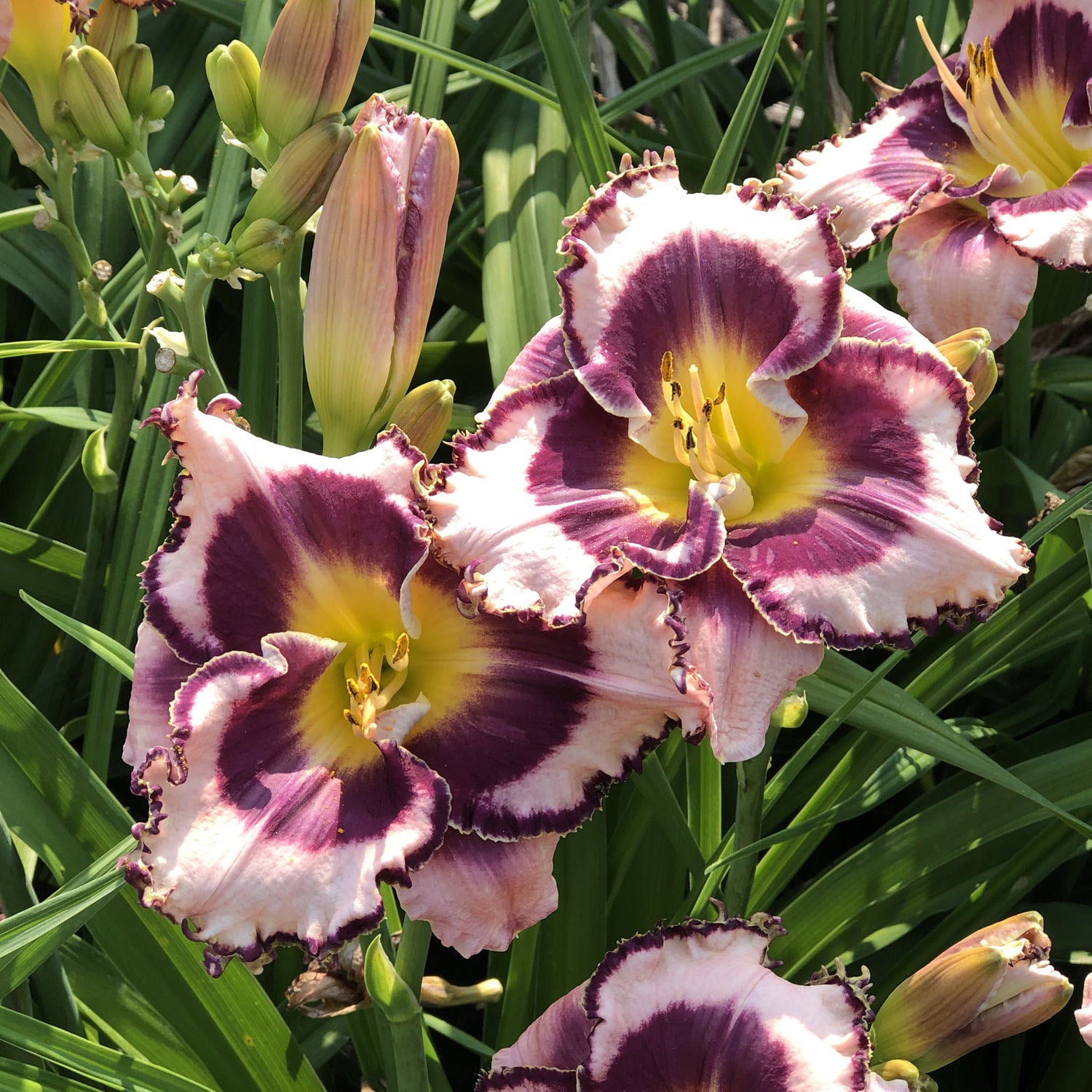Daylily - Hemerocallis - Perennials