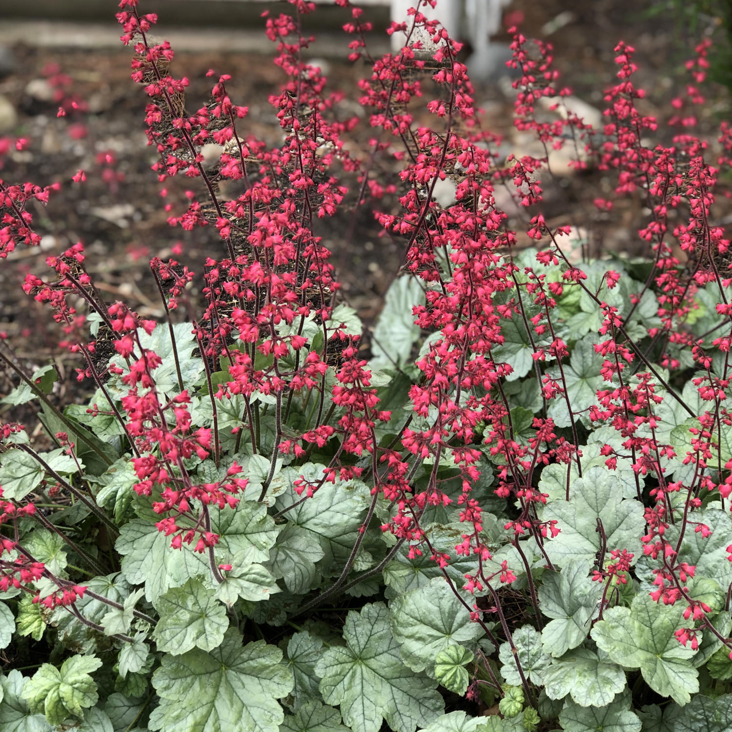 Coral Bells - Heuchera - Perennials