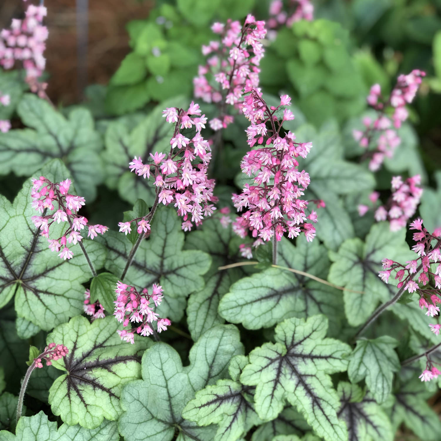 Foamy Bells - Heucherella - Perennials