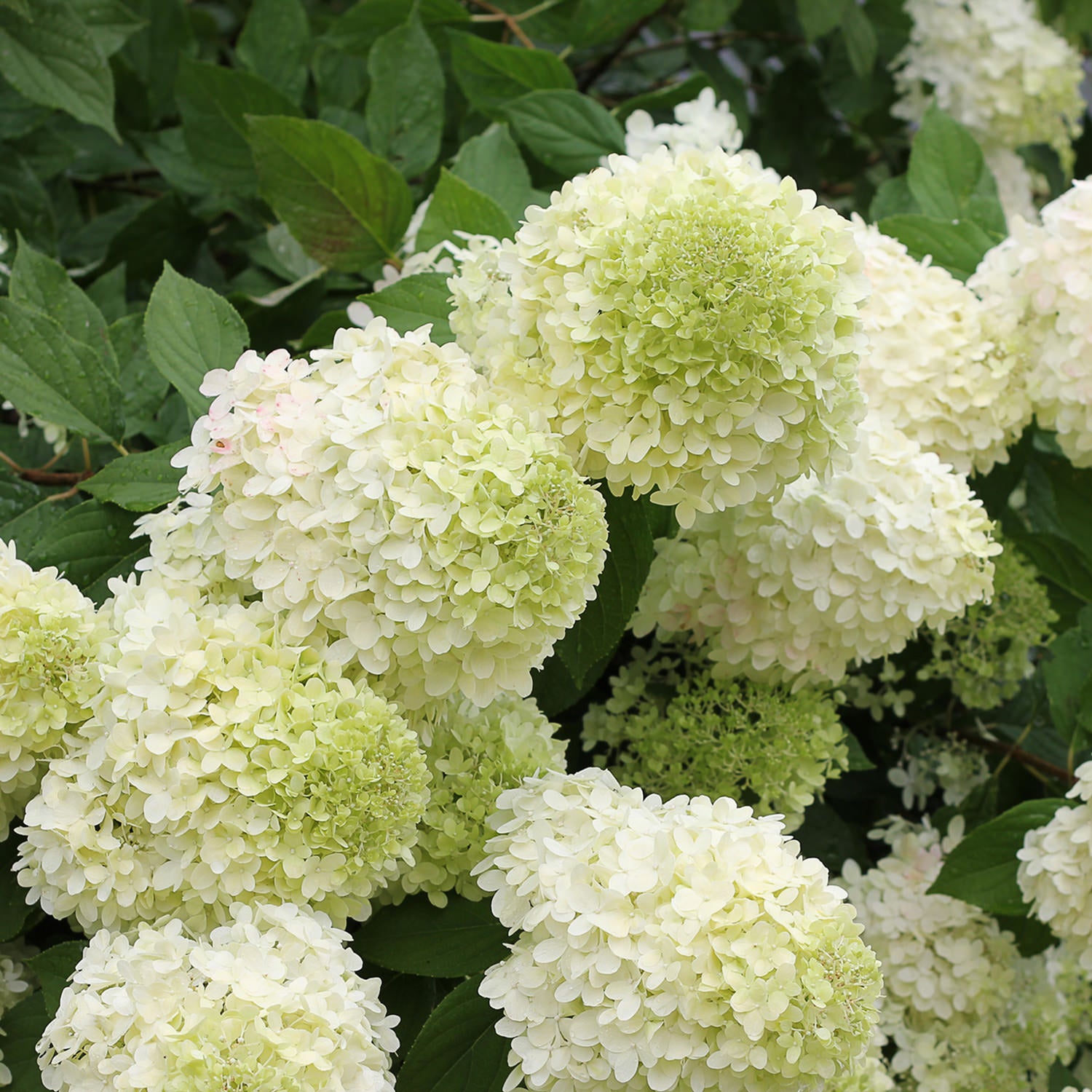 Hydrangea Panicle - Shrubs