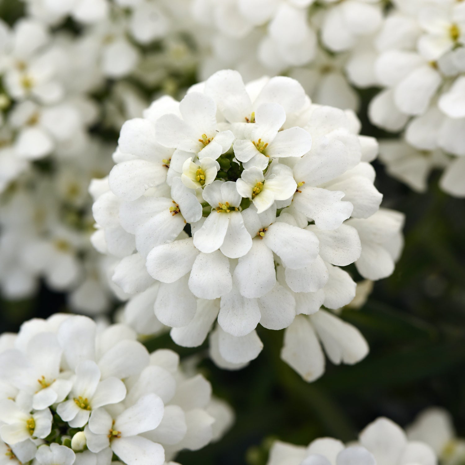Close-up of clusters of small, white flowers with rounded petals, blooming densely together, creating a soft and delicate appearance against a blurred background.