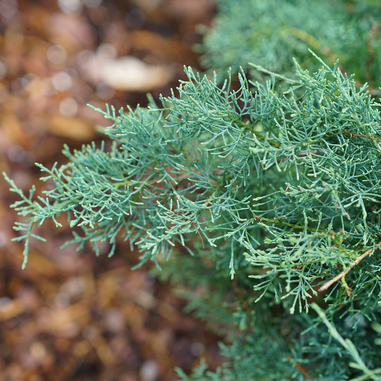 Juniper - Juniperus - Shrubs