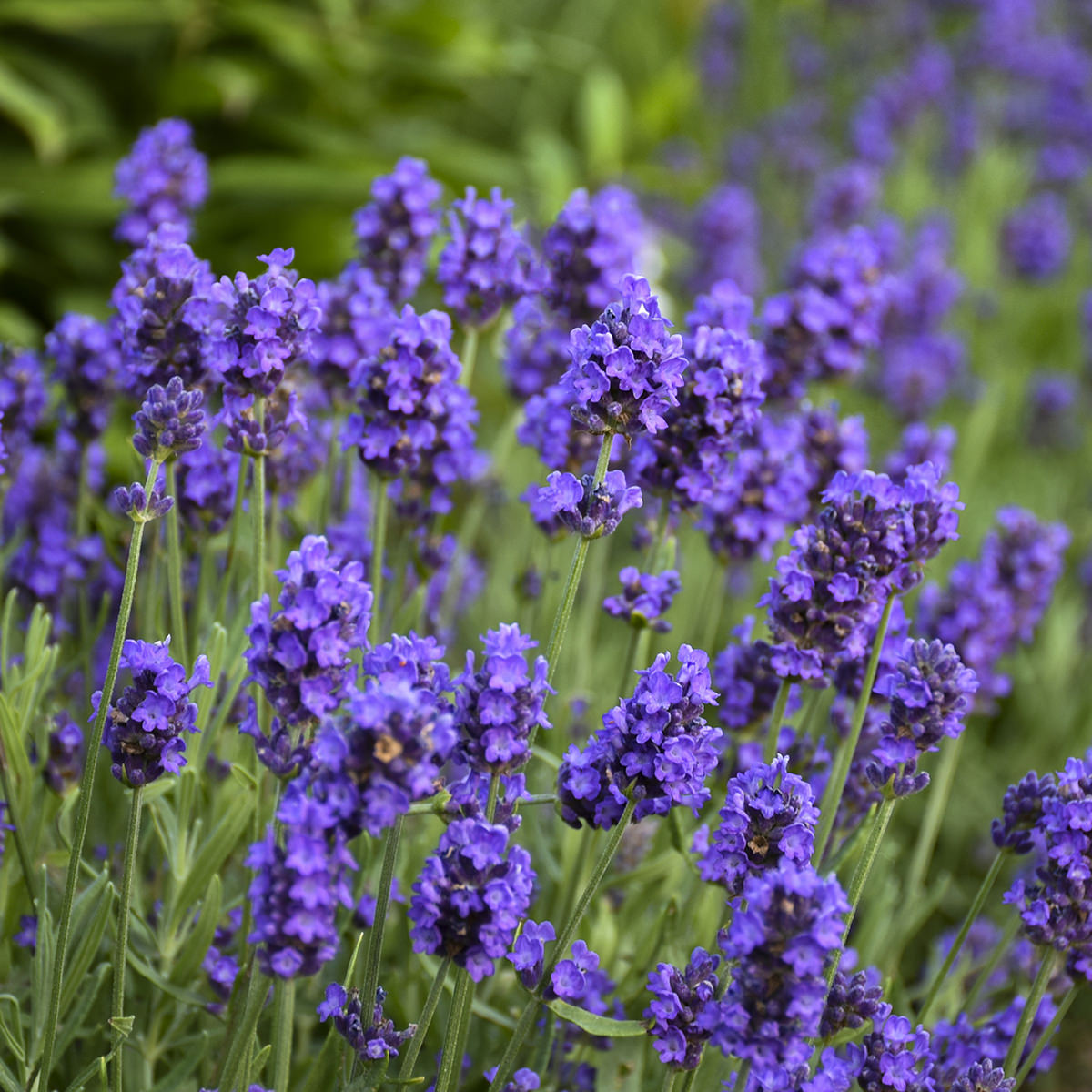 Lavender - Lavandula - Perennials