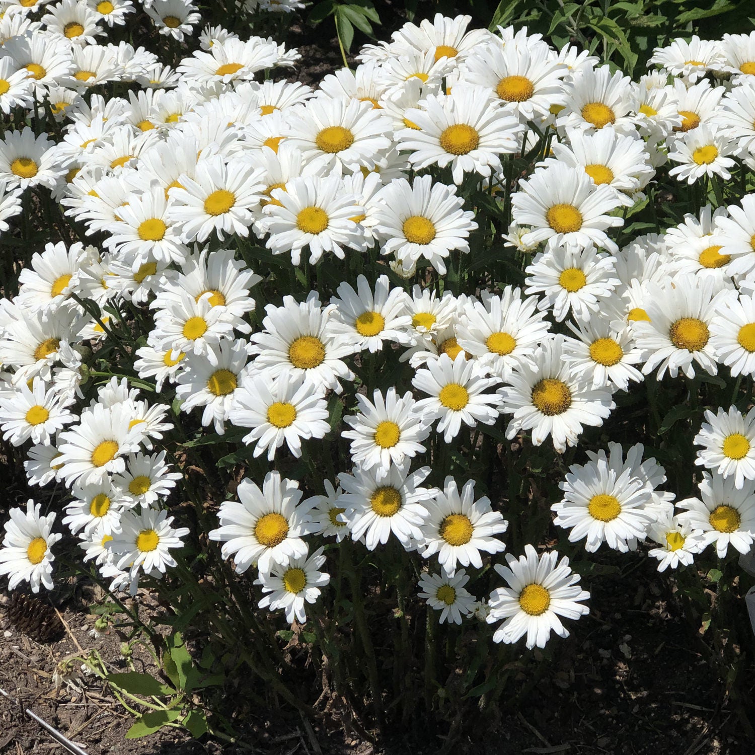 Shasta Daisy - Leucanthemum - Perennials