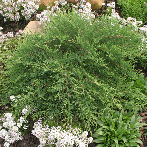 Siberian Cypress - Microbiota - Shrubs