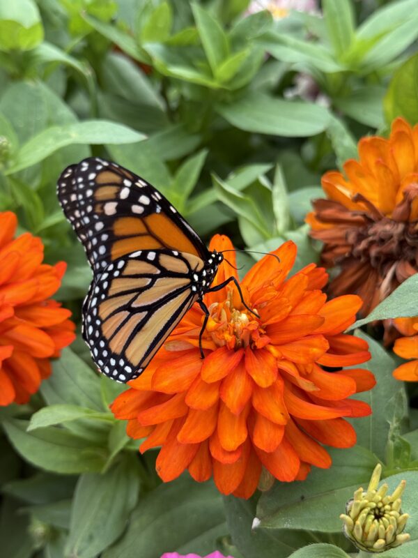 Attracts - Butterflies - Annuals