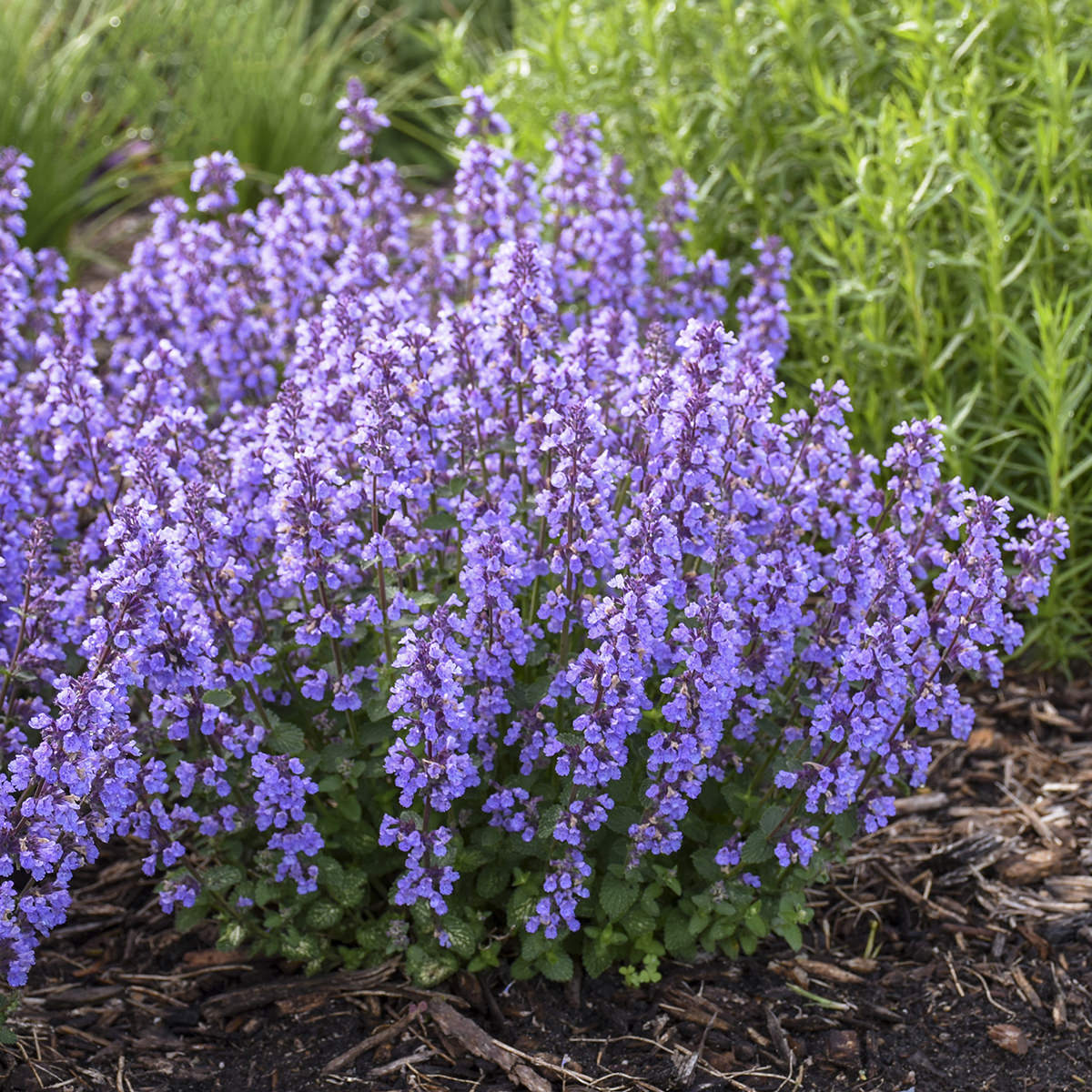 Catmint - Nepeta - Perennials