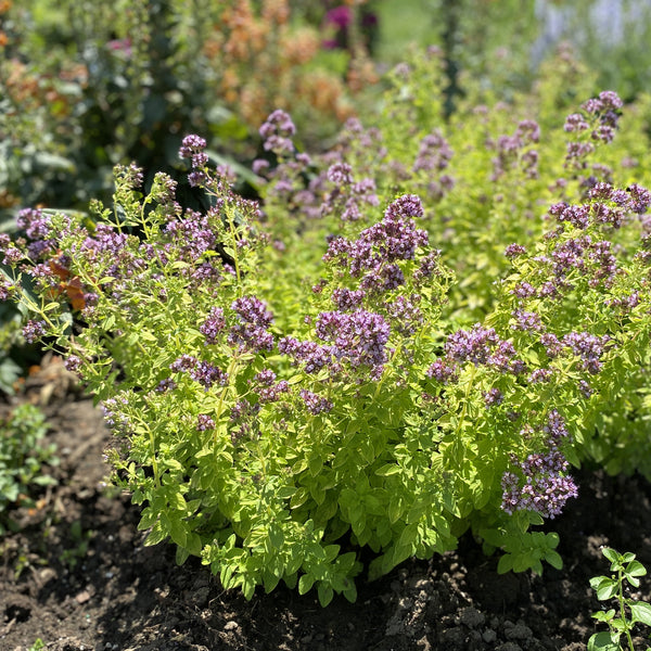 Ornamental Oregano - Oreganum - Perennials