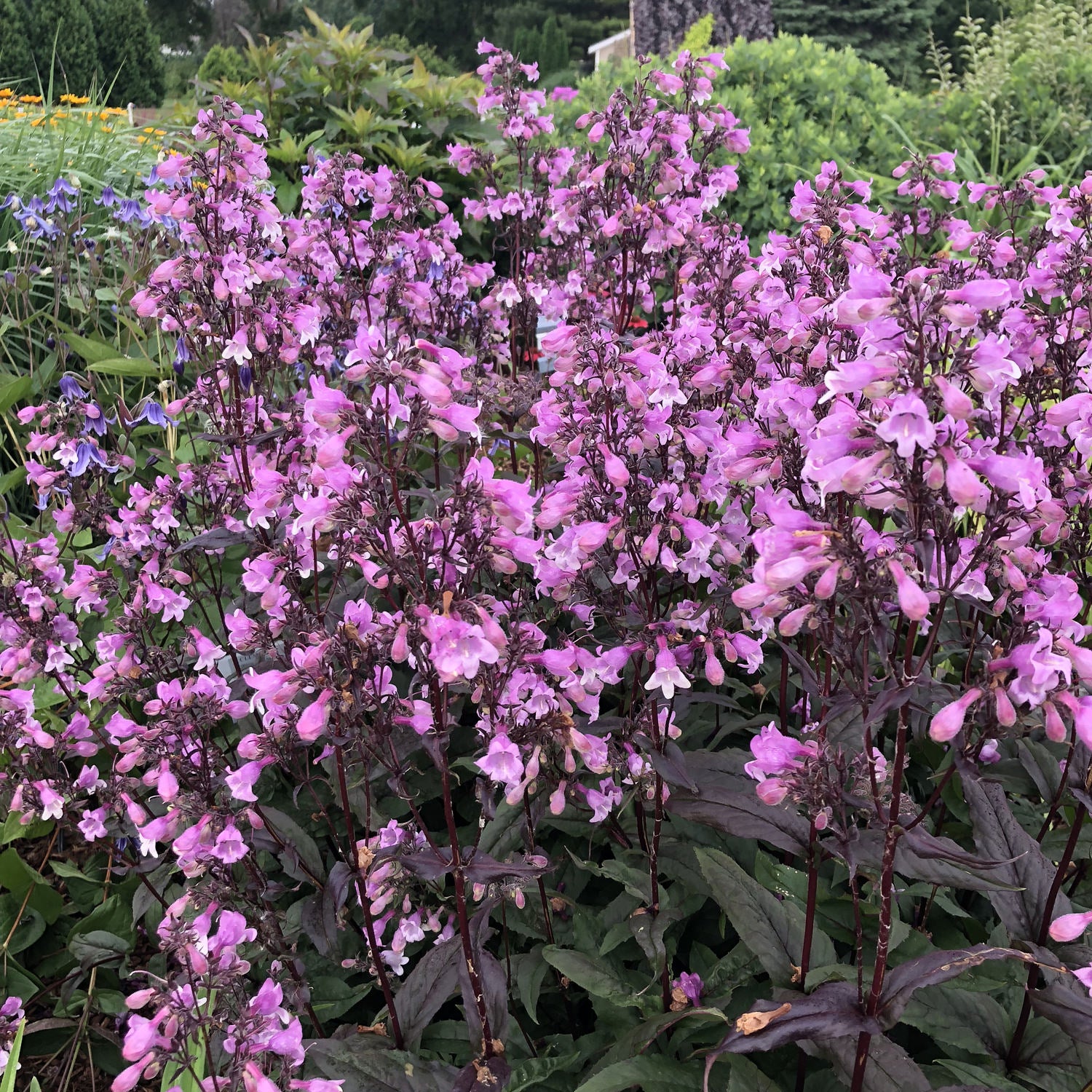 Beardtongue - Penstemon - Perennials