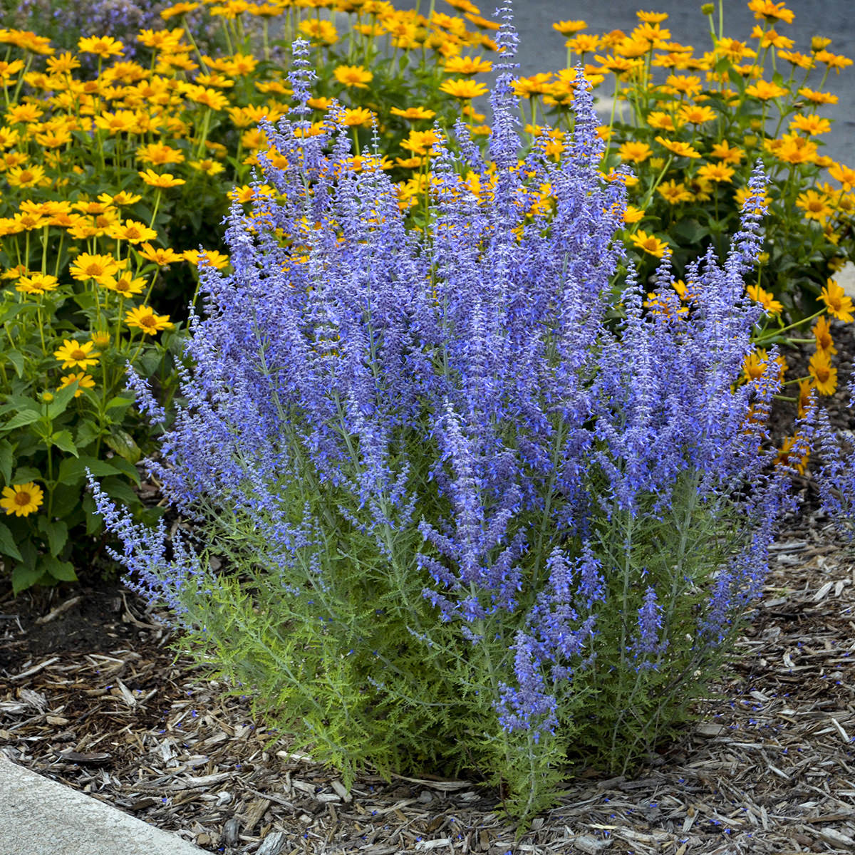 Russian Sage - Perovskia - Perennials