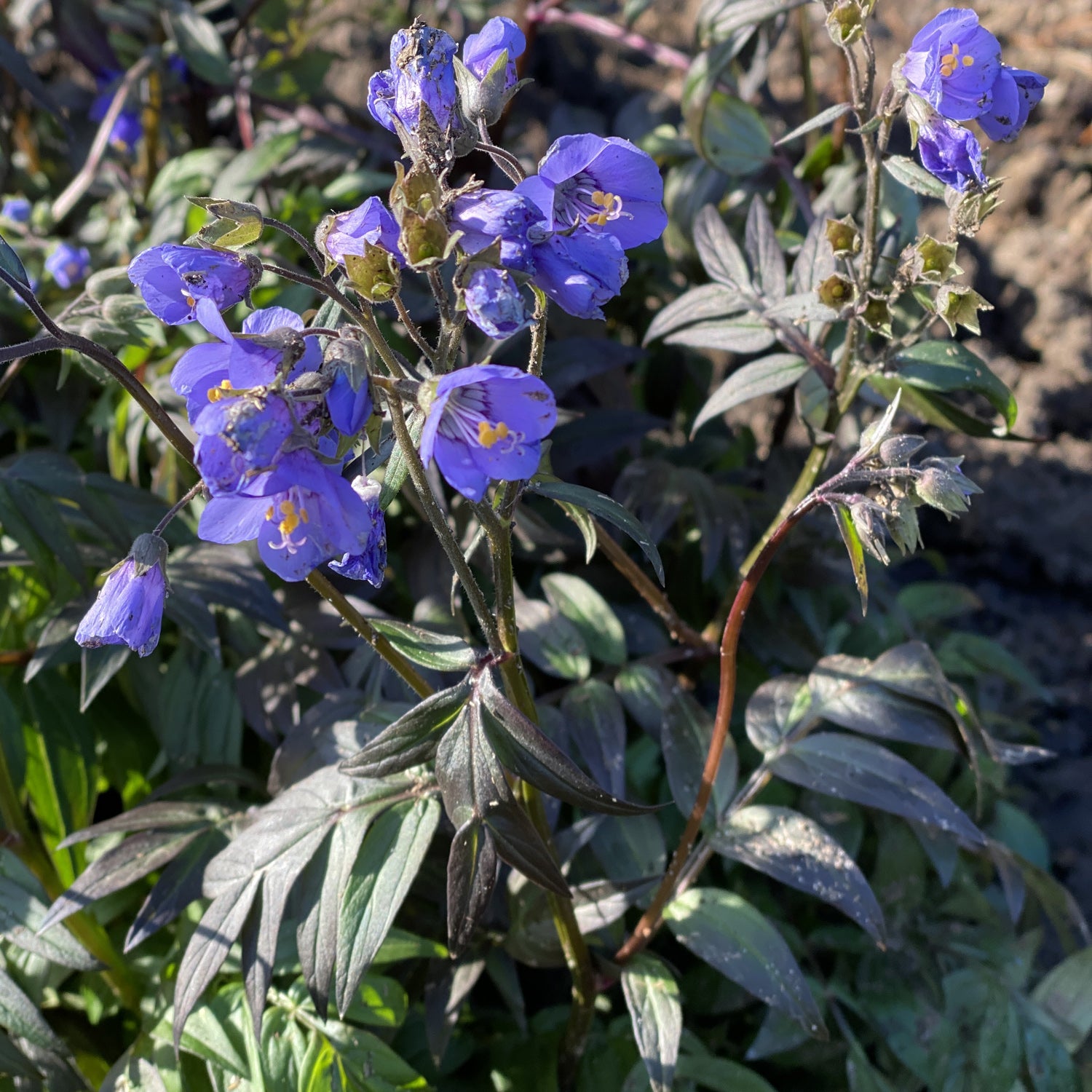 Jacobs Ladder - Polemonium - Perennials