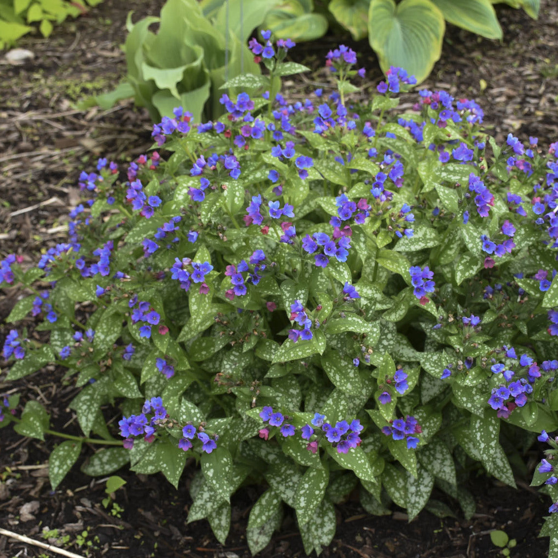 Lungwort - Pulmonaria - Perennials