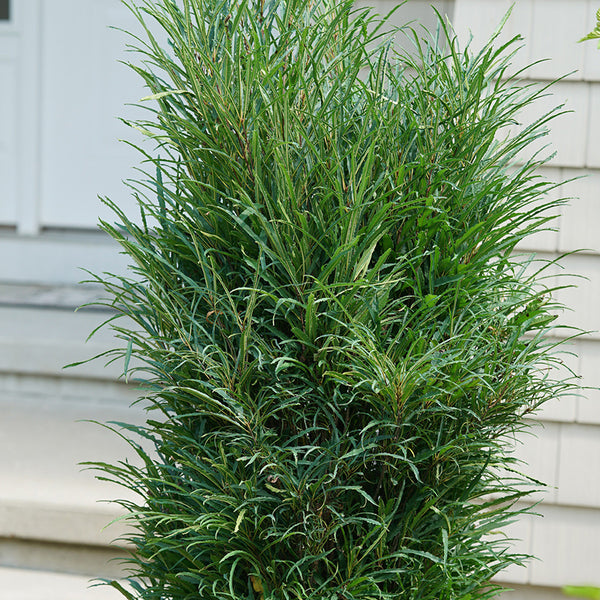 Buckthorn - Rhamnus - Shrubs