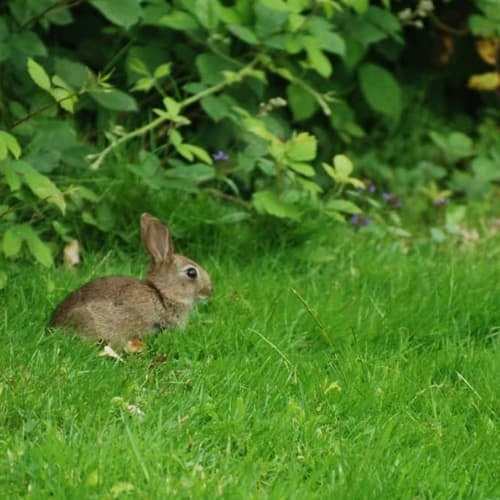 Rabbit Resistant Shrubs