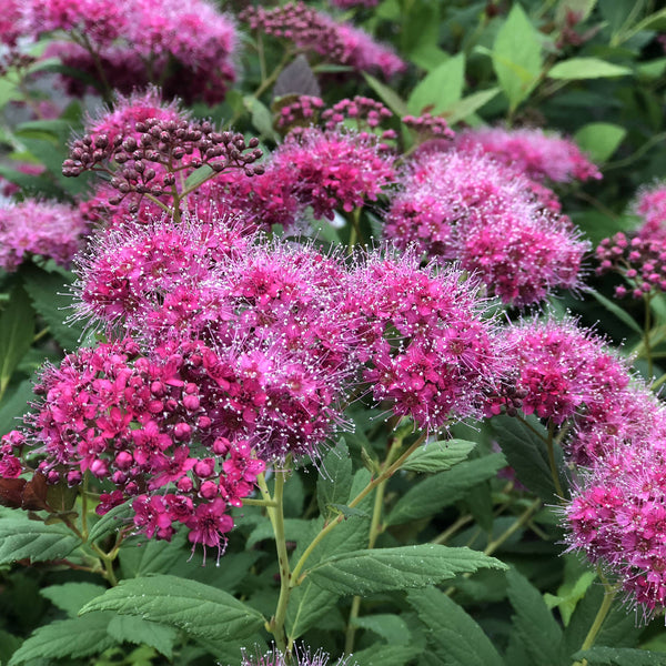 Spirea - Spiraea - Shrubs