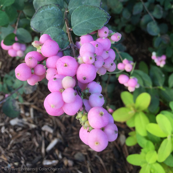 Coralberry - Symphoricarpos - Shrubs