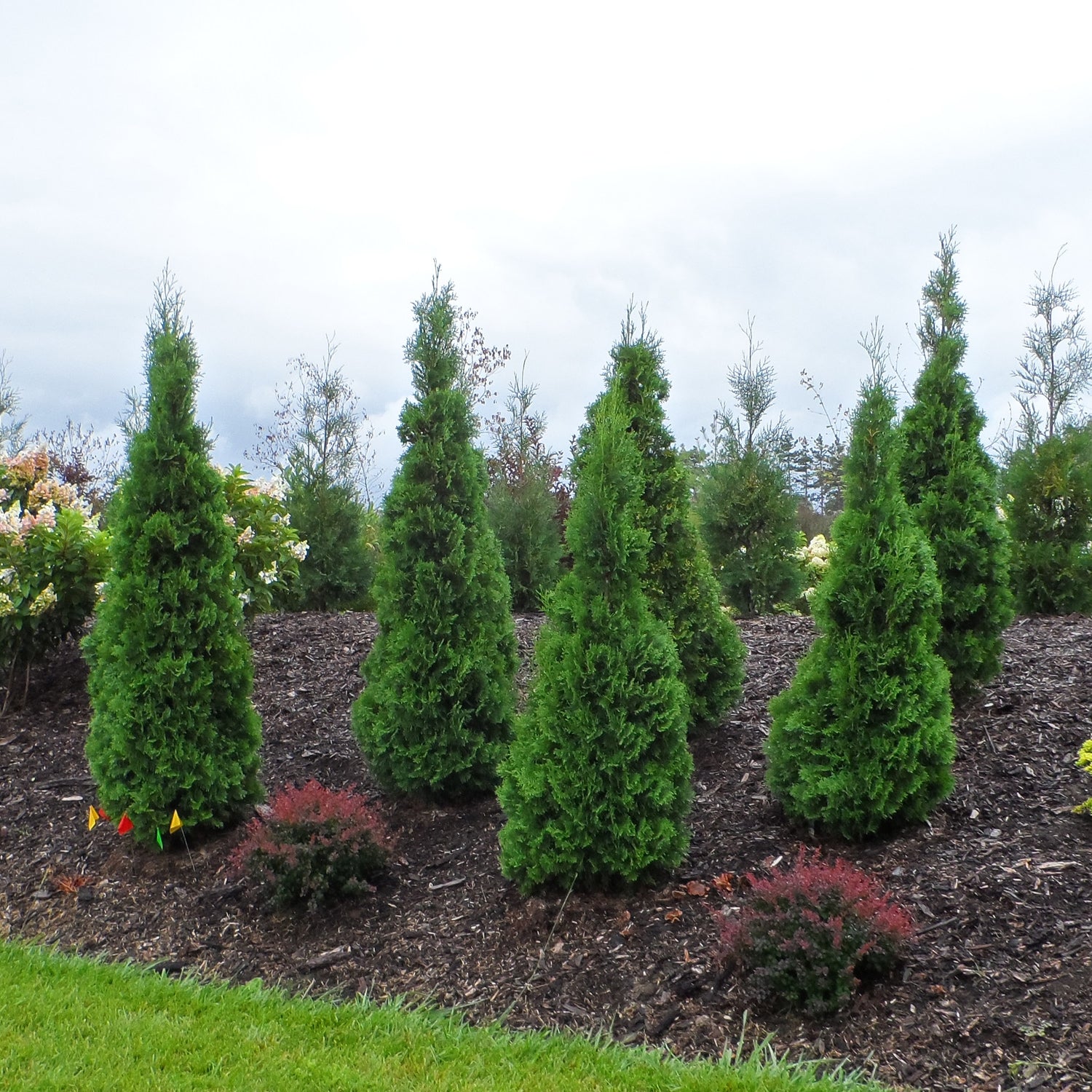 Arborvitae - Thuja - Shrubs