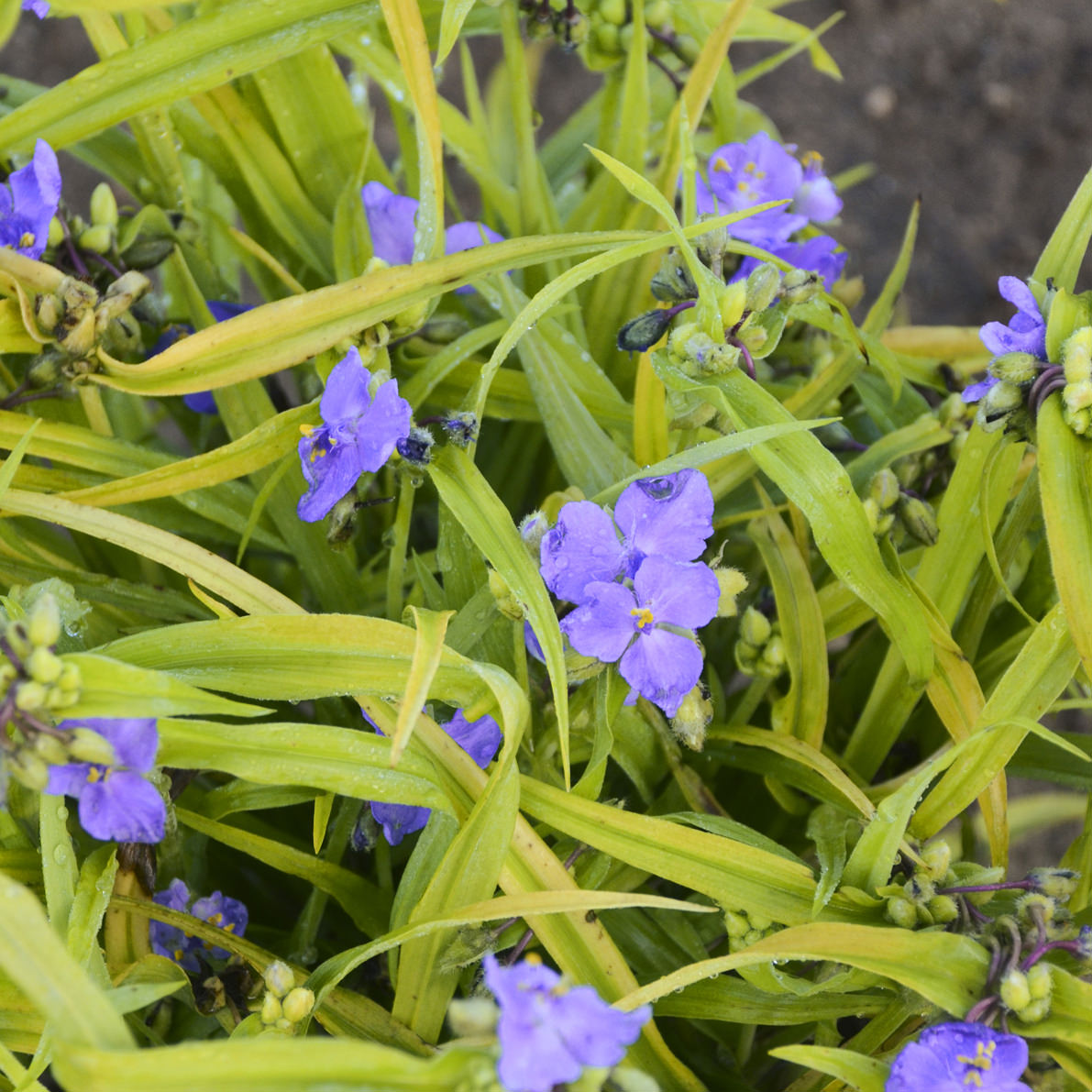 Spiderwort - Tradescantia - Perennials