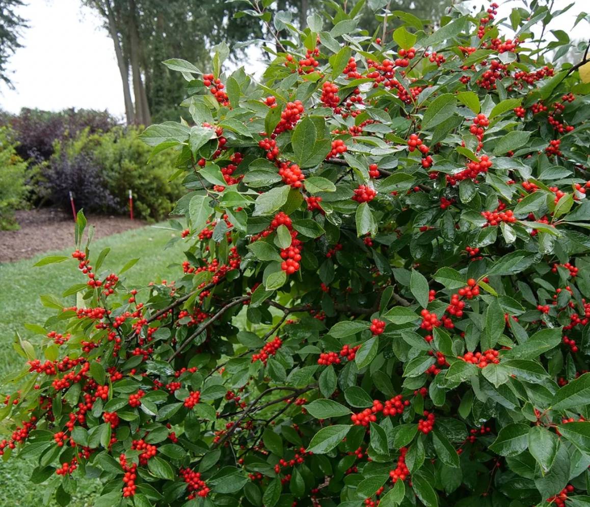 Zone 4 Plants for Cold-Hardy Gardens