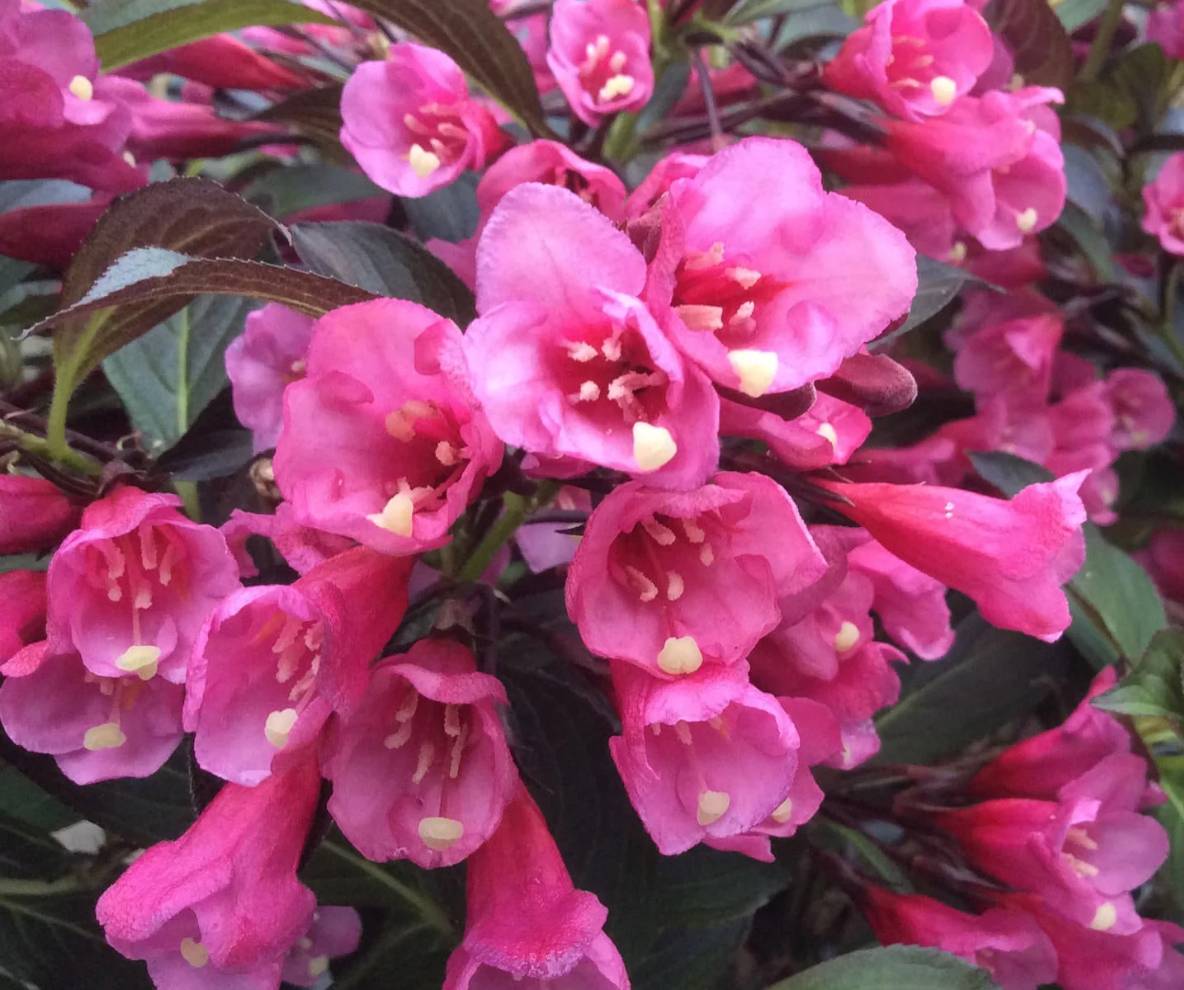 Zone 5 Plants for Color, Structure, and Cold-Hardy Performance
