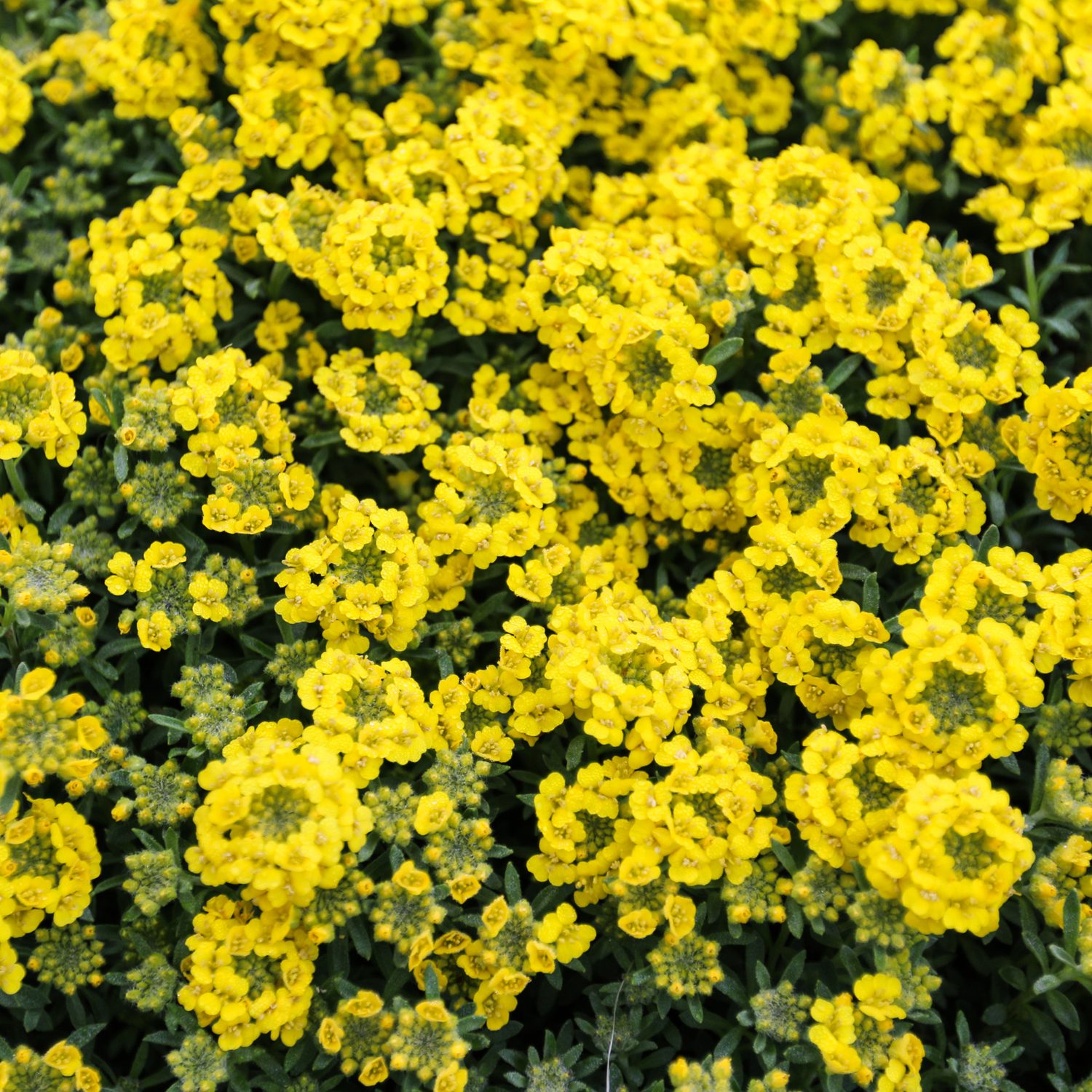 A dense cluster of small, bright yellow flowers with green foliage beneath, creating a vibrant and cheerful floral display.