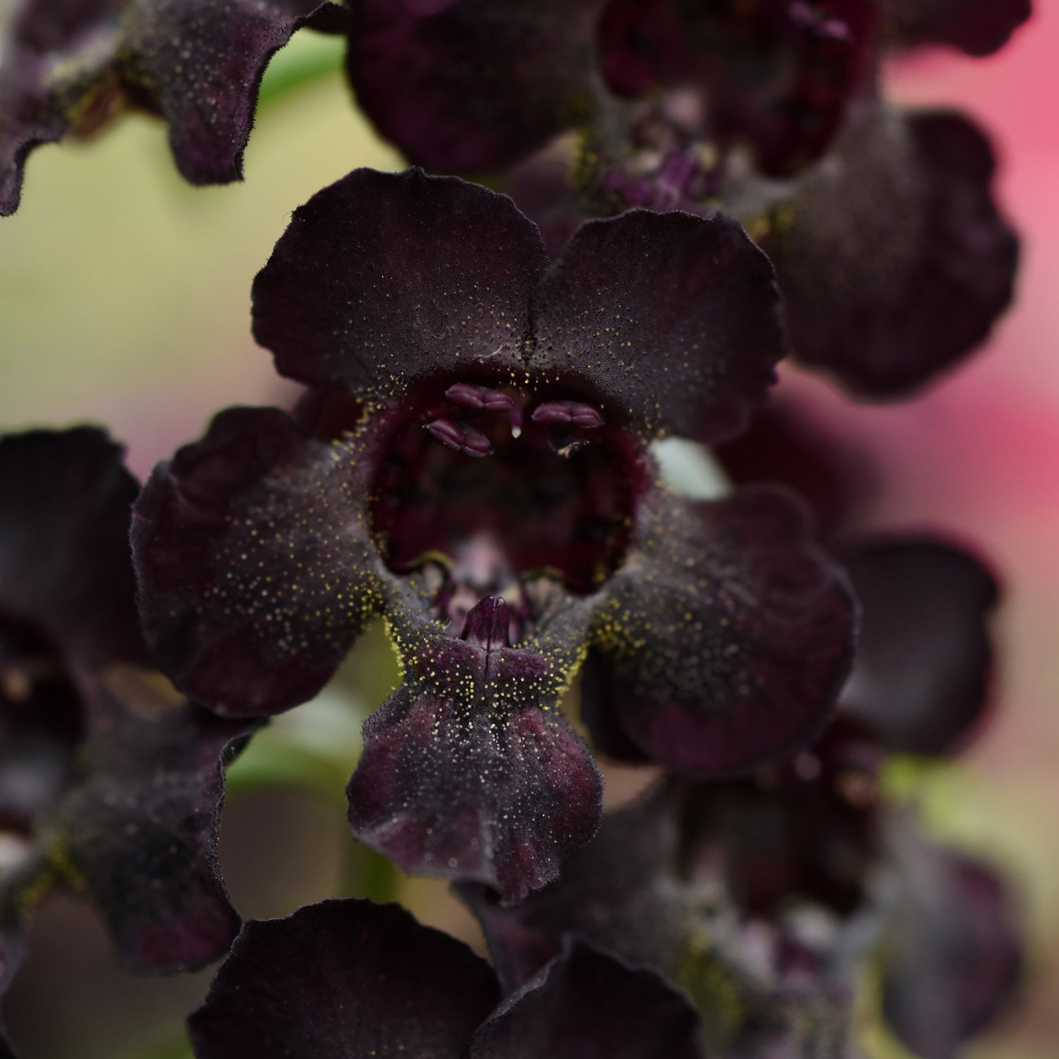 Flower Color - Black Shades