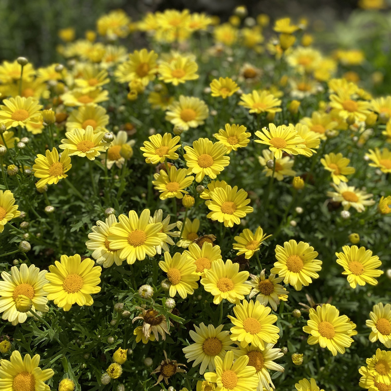 golden blooming marquerite daisies