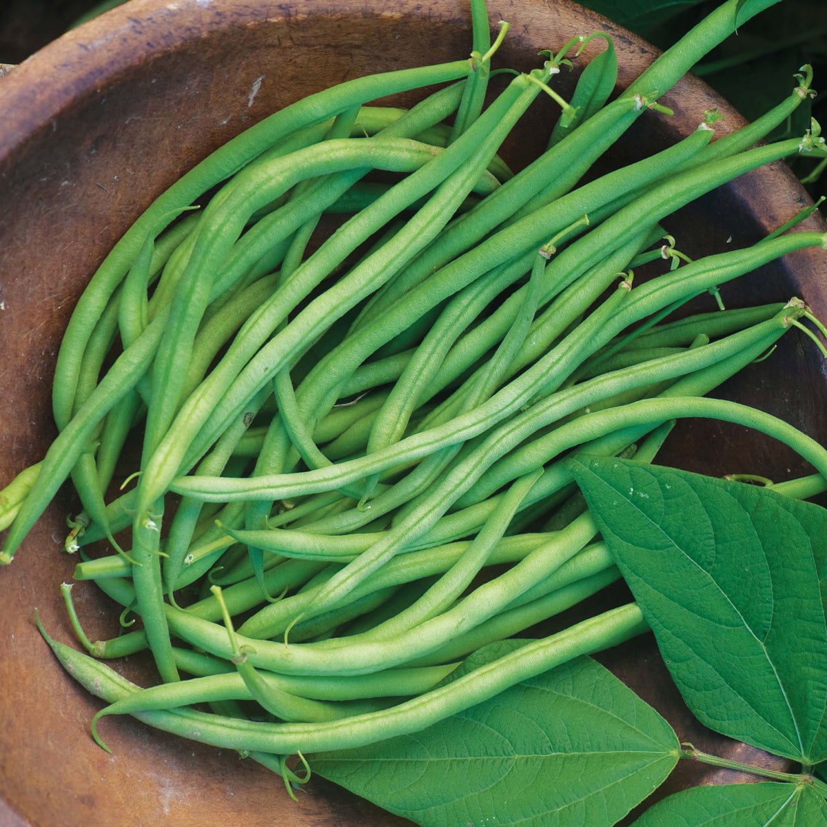 Green Bean - Phaseolus - Edibles