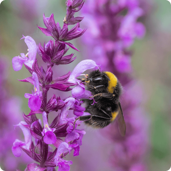 A close-up of a bumblebee collecting nectar from a vibrant purple Salvia flower, with more purple blossoms blurred in the background.