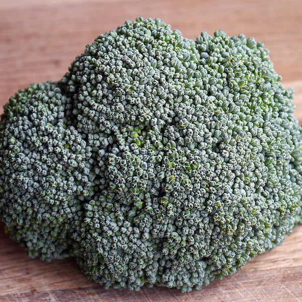 Brassica - Broccoli - Edibles
