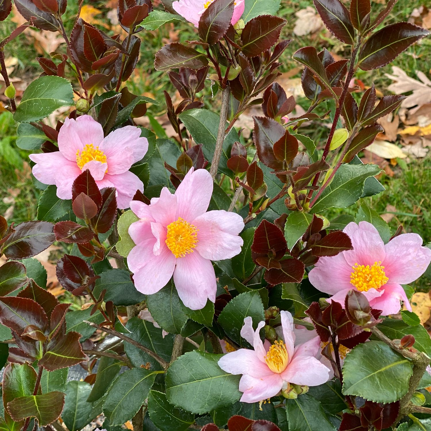 Camellia - Shrubs