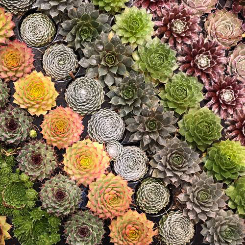 A top view of various colorful succulent plants arranged closely together, showing rosette patterns in shades of green, purple, yellow, and pink.
