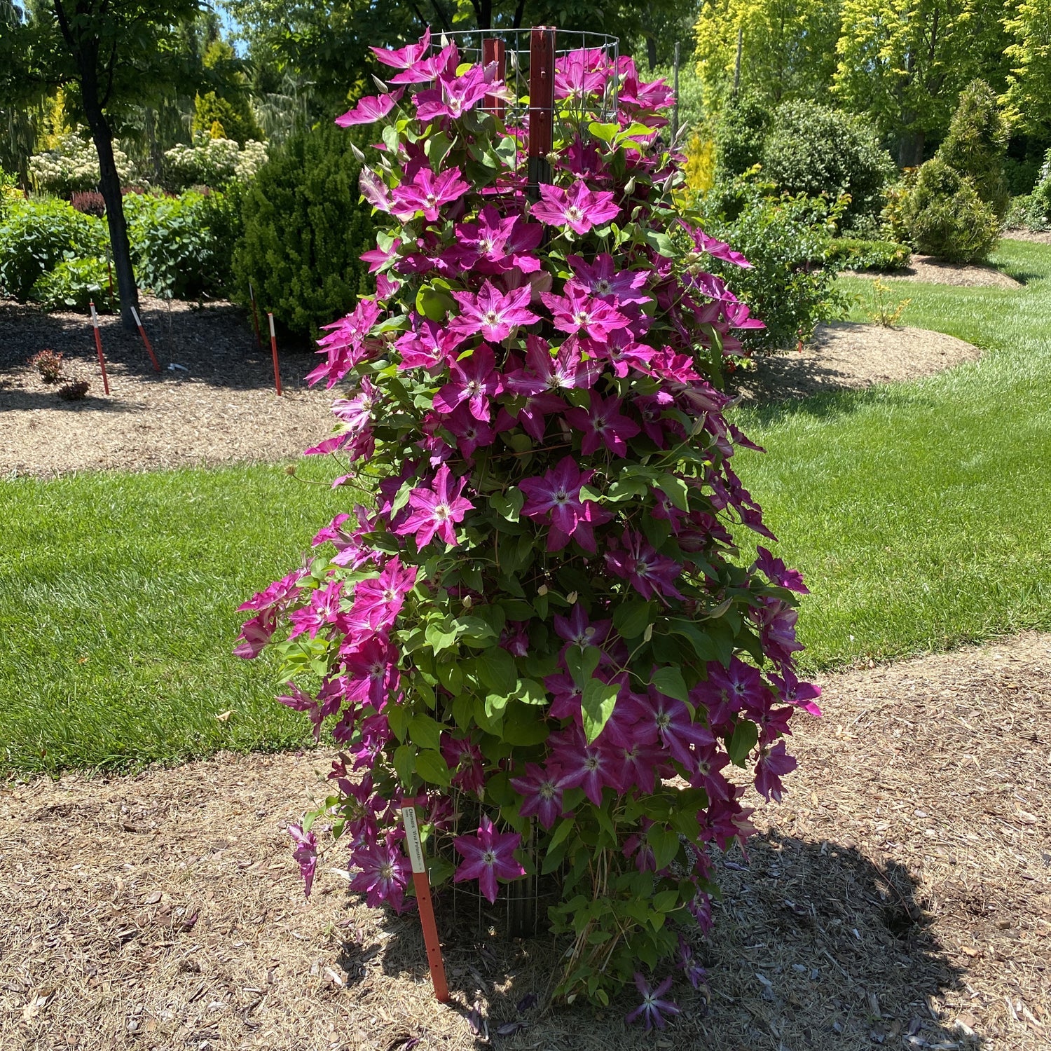 Design Use - Trellis or Wall