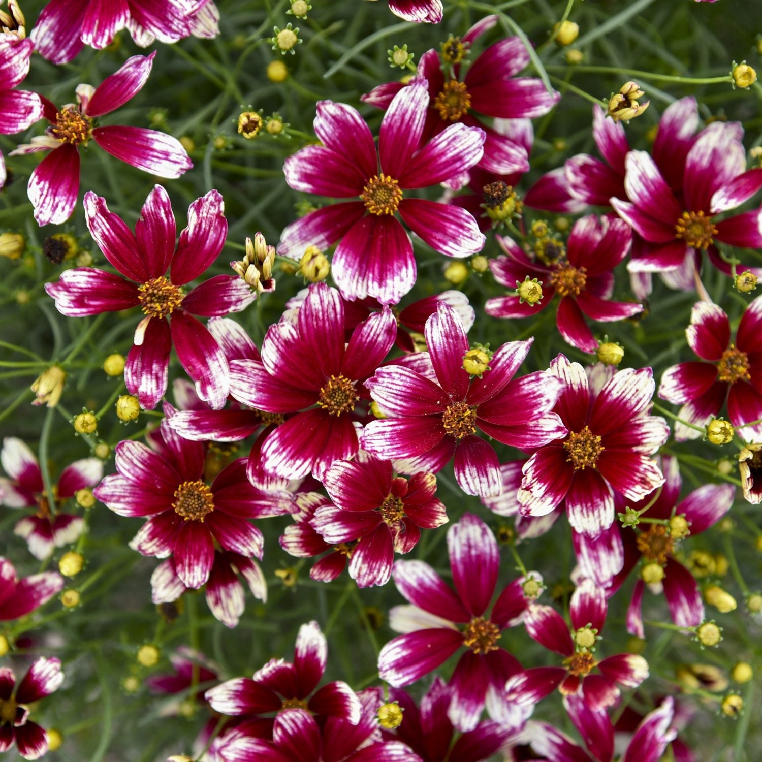 Brand - Proven Winners Perennials®
