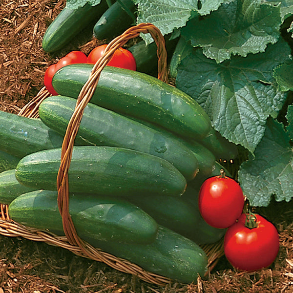 Cucumber - Cucumis - Edibles