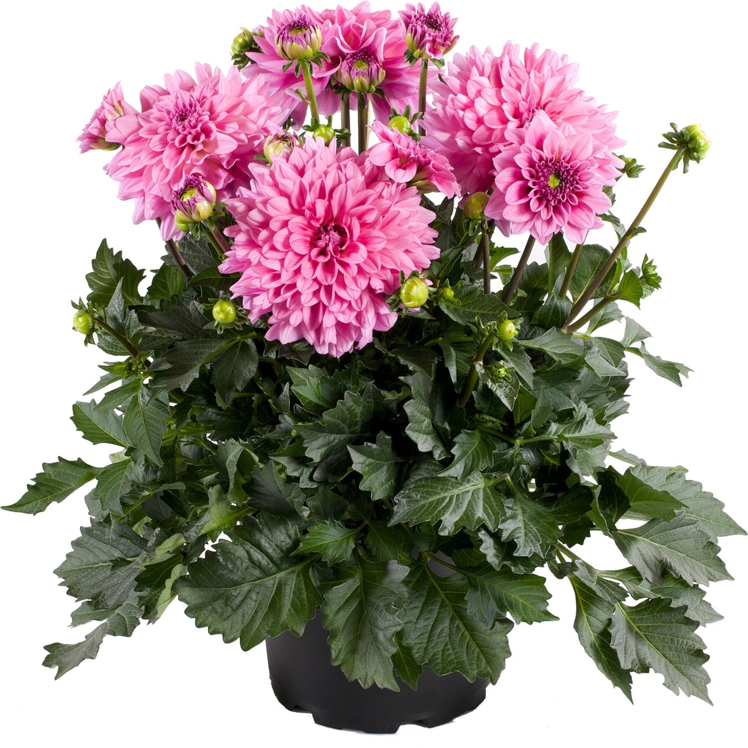 A potted plant with large, bright pink dahlia flowers and lush green leaves, blooming with multiple flowers and buds.