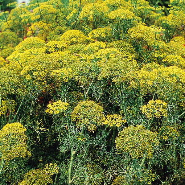 Dill - Anethum - Edibles