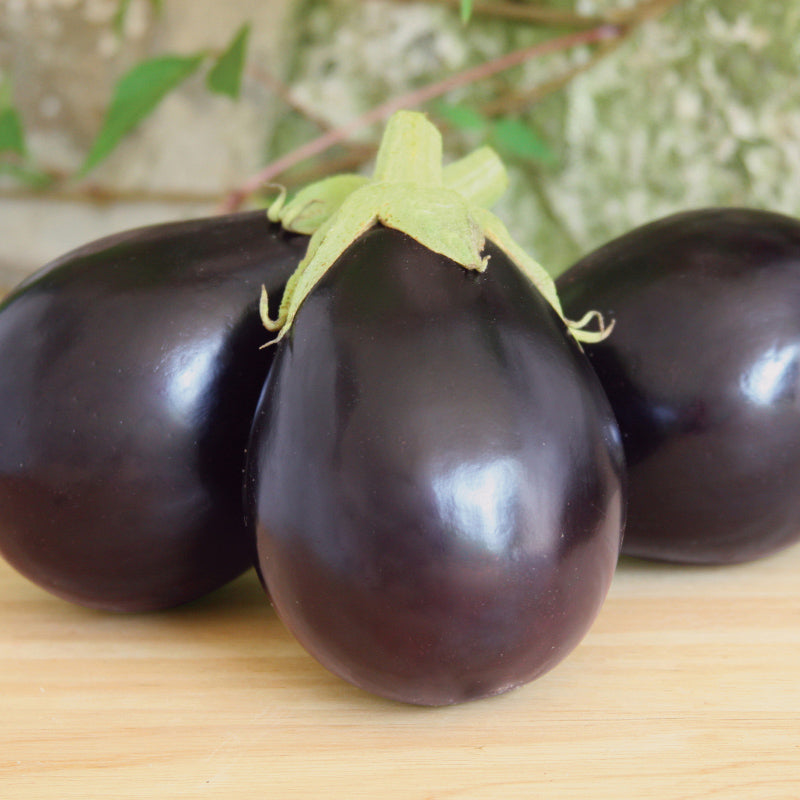 Eggplant - Solanum - Edibles