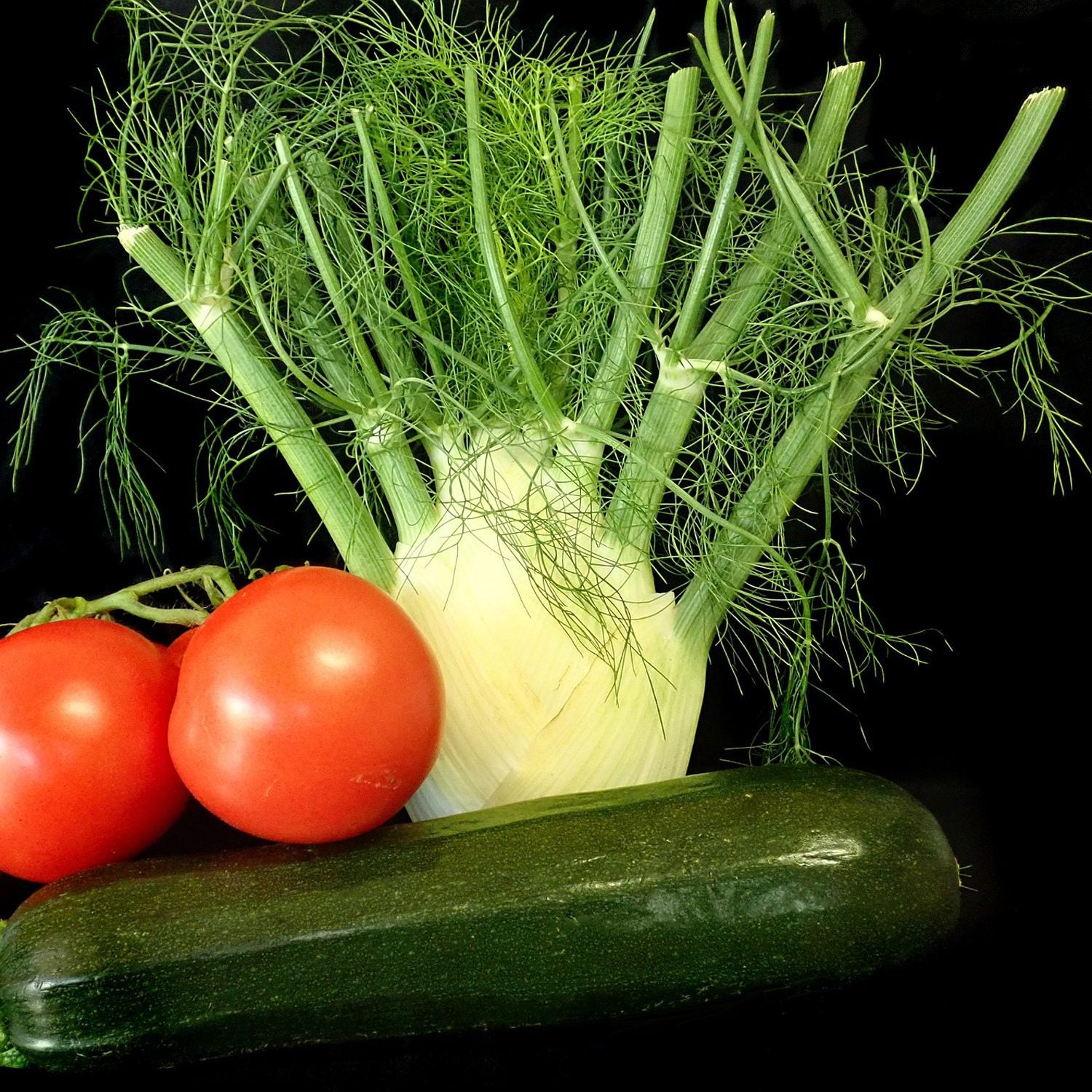 Fennel - Foeniculum - Edibles