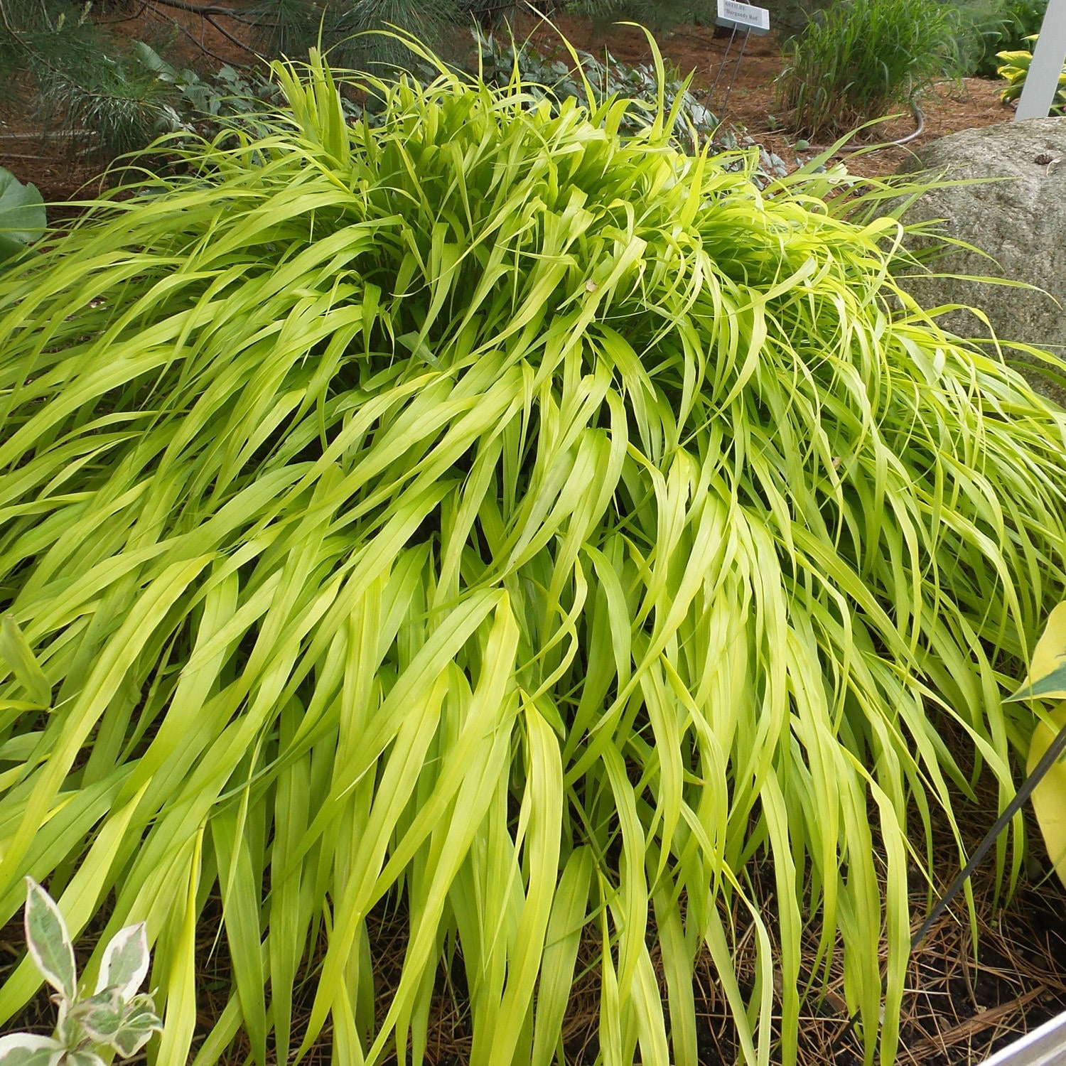 Japanese Forest Grass - Hakonechloa - Perennials
