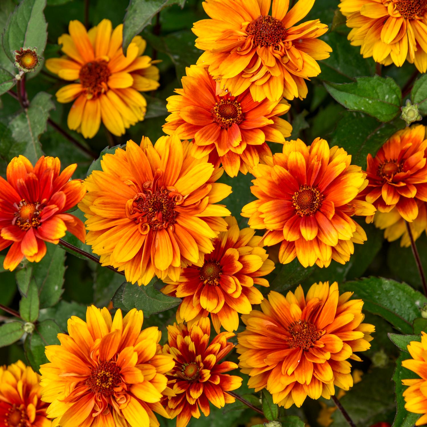 Close-up of ‘Forged in Fire’ False Sunflower (Heliopsis) with bright orange-yellow flowers with red centers and lush green leaves fills the frame - Photo Courtesy of Walters Gardens, Inc.