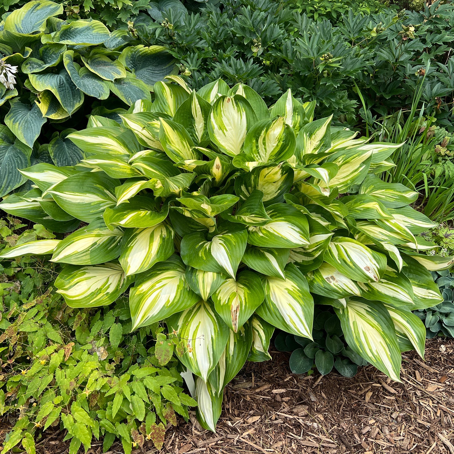 Shadowland® - Hosta - Perennials