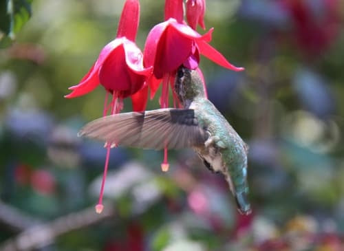 Attracts Wings - Hummingbirds - Annuals