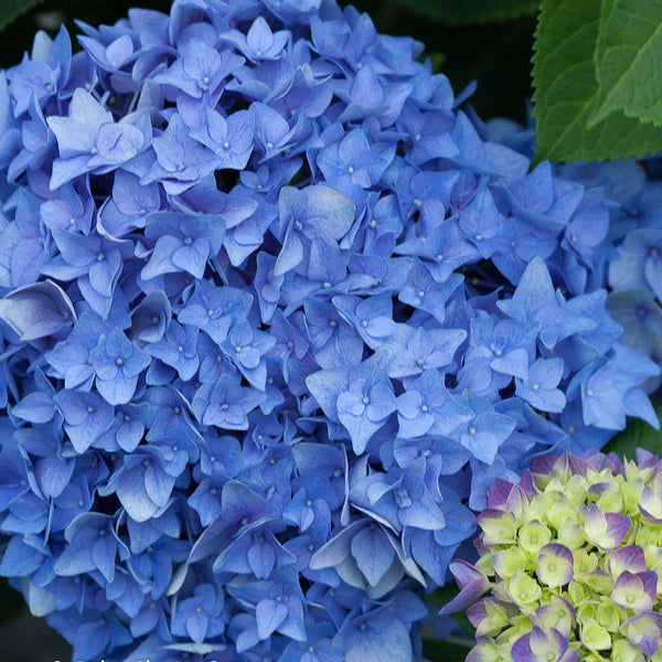 Hydrangea Reblooming - Shrubs