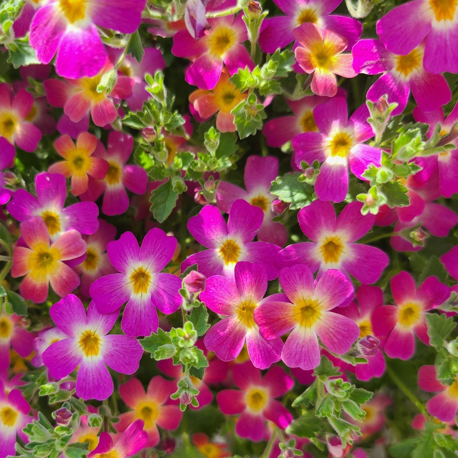 South African Phlox - Jamesbrittenia - Annuals