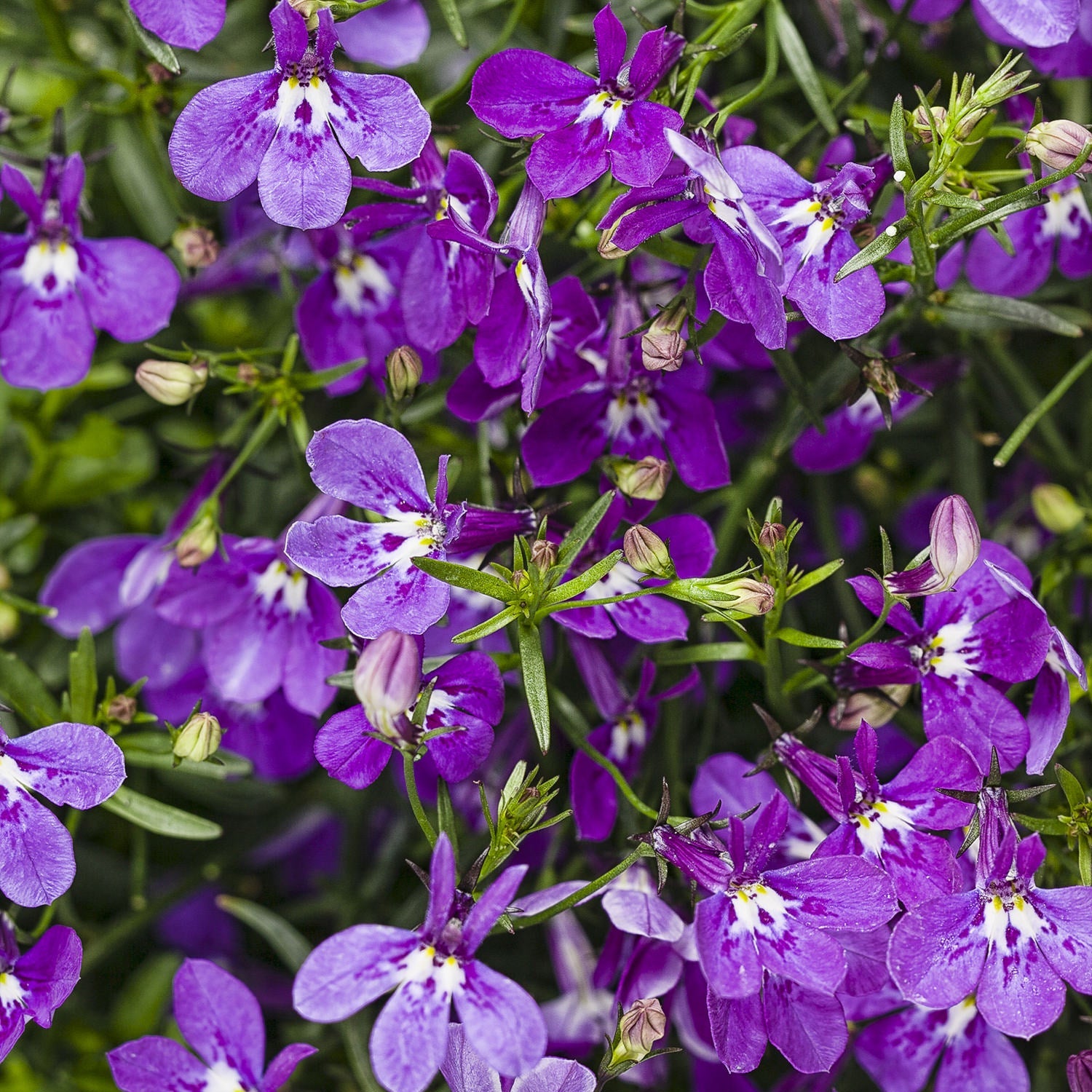 Flower Color - Purple Shades - Annuals