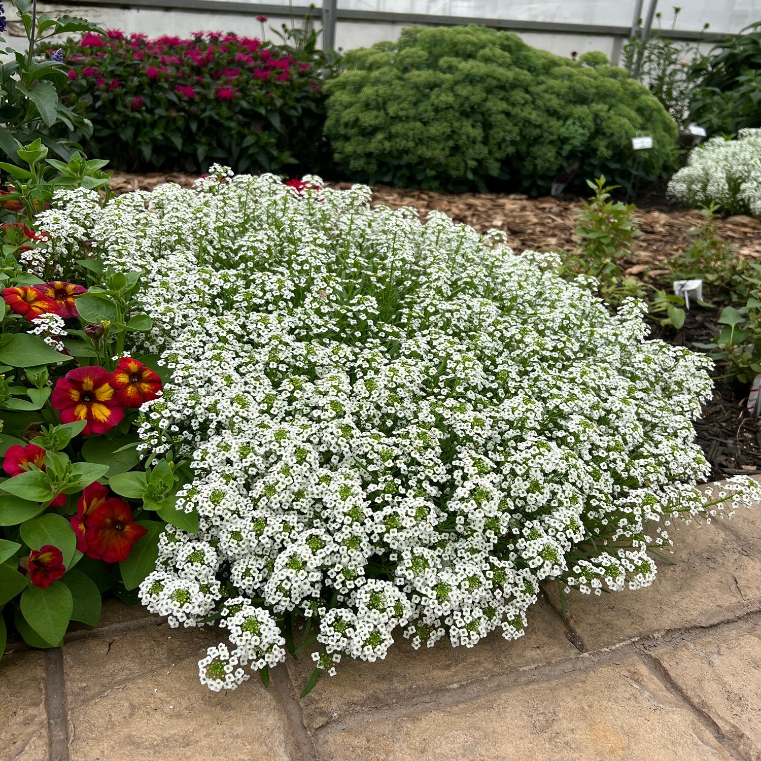 Design Use - Ground Cover