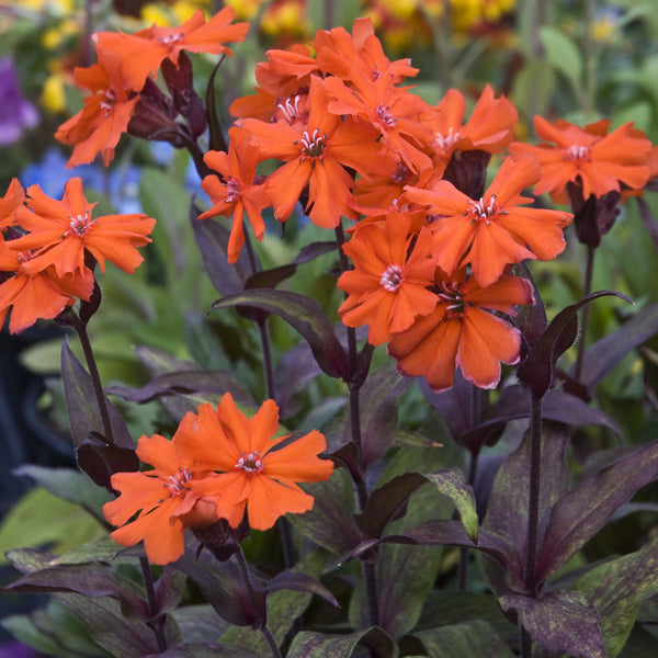 Catchfly - Lychnis - Perennials