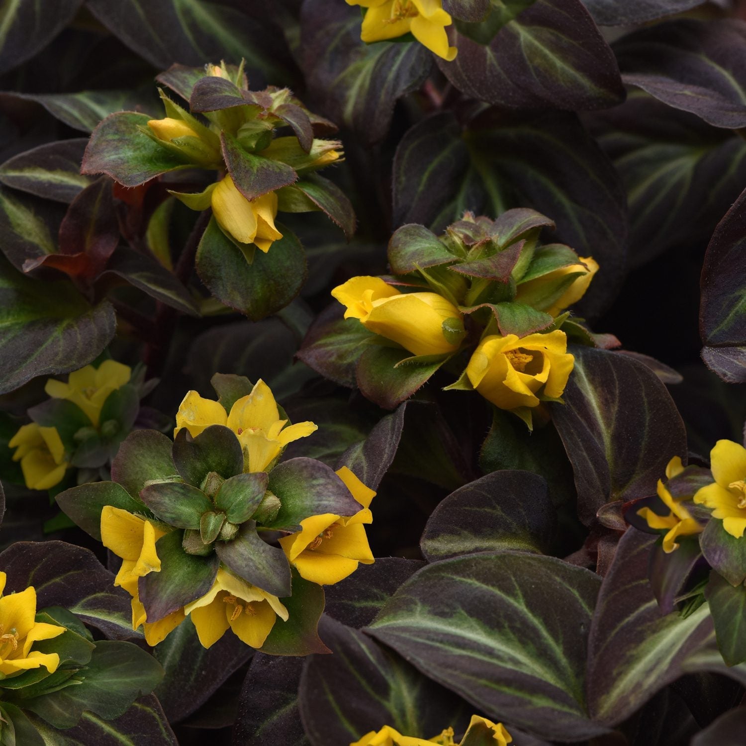 Moneywort - Lysimachia - Perennials