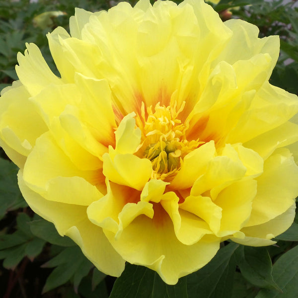 Peony - Paeonia - Perennials